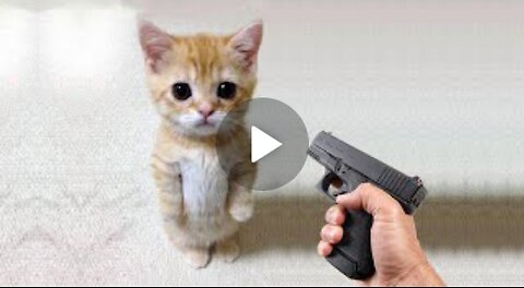 Funny Cat VS Gun