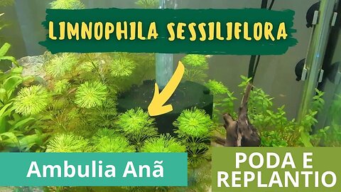 🔥 Poda e Replantio da Limnophila Sessiliflora - Ambulia Anã [CORTES]