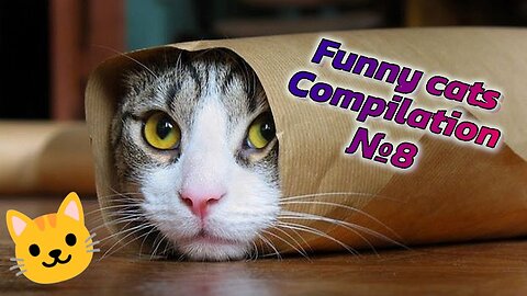 😻😹 LOLcats: Cats in Their Most Hilarious Moments! | Funny cats compilation №8