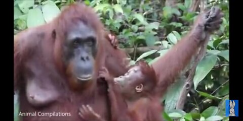 Baby orangutan are adorable-cutest compilation