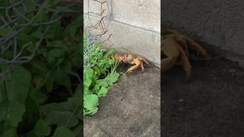 Found a crab in my garden in St Kitts Caribbean