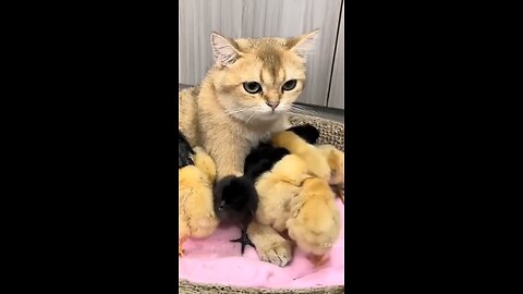 The_lovely_cat_teaches_the_cock_how_to_take_care_o