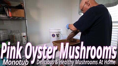 Pink Oyster Mushrooms: Starting A New Monotub Grow