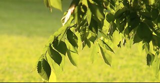 Baltimore Ceasefire to honor victims of gun violence with special tree planting ceremony