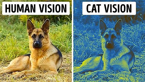 The World Through the Eyes of Animals