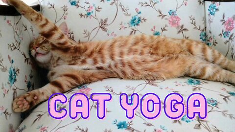 Cat Yoga 🐈 #cats #kittens (貓, बिल्ली, gato, кошка, 猫, แมว, قط)