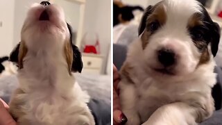 Puppy adorably howls for the camera