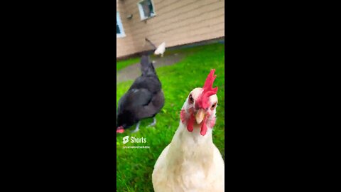 Chickens are cool 2