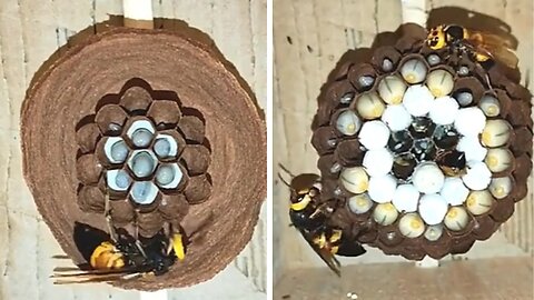 a wasp builds a nest for its children