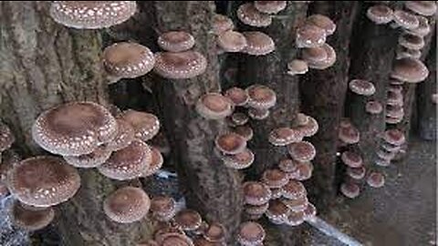 Japan Mushroom Farming in Forest - Amazing Japan Agriculture Technology Farm