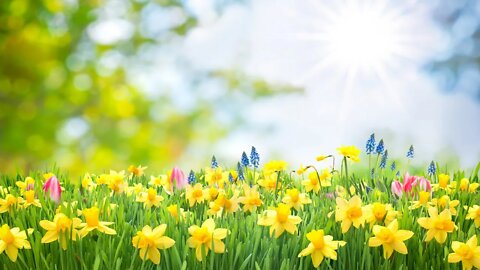 Relaxing Spring Music - Spring Meadow ★529 🌷🌼