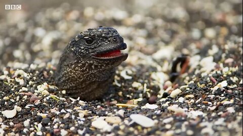 Iguana 🐊vs Snakes 🐍(Full Clip) | Planet Earth II 🌍🌎