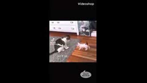 If cats could talk compilation