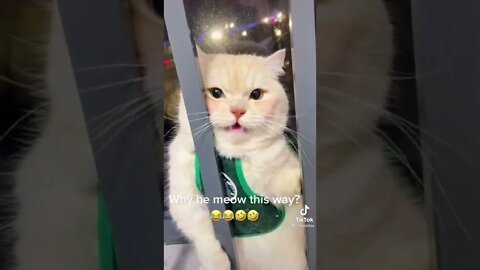 Tiktok Funny Cat Video 😹🐈🐱 - Try not to Laugh