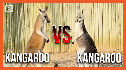 Boxing Kangaroos Engage in Epic Fight at Nashville Zoo