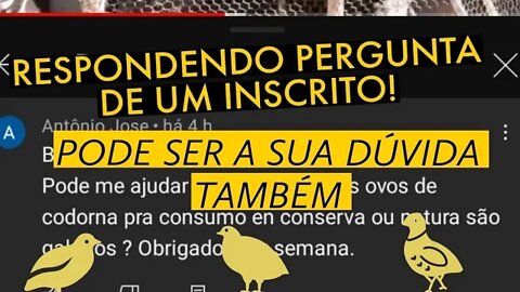 RESPONDI PERGUNTA SOBRE AS CODORNAS! @Viver de codorna