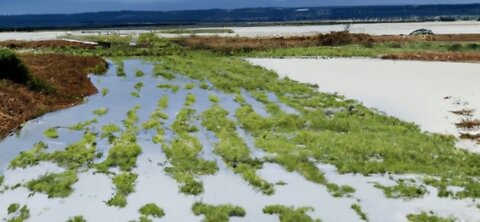 Efeitos do fenômeno El Niño nas regiões brasileiras agricultura pecuária ￼