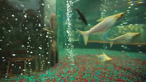 Fishes at aquarium