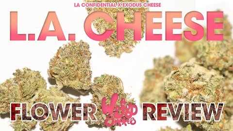 LA Cheese Flower Review by Shelby County