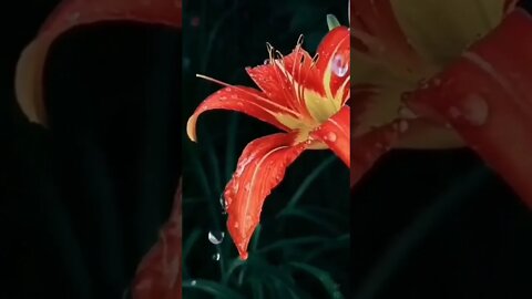 Natural beauty / raindrops on a flower / flower #NatureShortsVideo