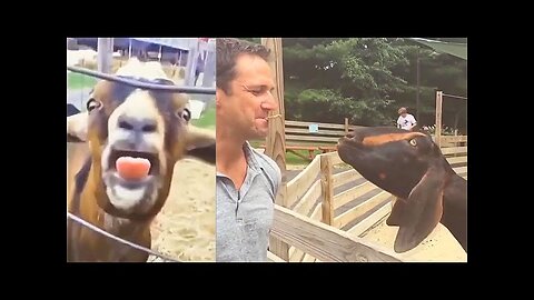 Goats Screaming Like Humans, Try Not to Laugh 🐐 😲 😀 😂 🤣 Compilation