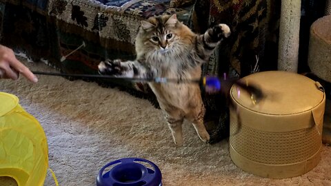 Leia Jumps After Feather Toy