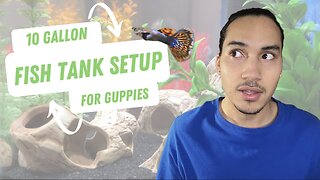 10 Gallon Fish Tank Setup for Guppies