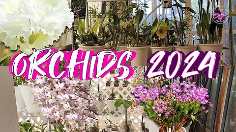 Pro Tips for Growing Orchids 2024 | A NEW Reality | A 30-Year Enthusiast's Guide #ninjaorchids