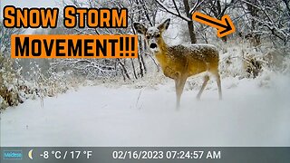 CAUGHT On CAMERA!!! (Trailcam Footage)