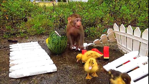 Happy Monkey With Rabbit And Duck