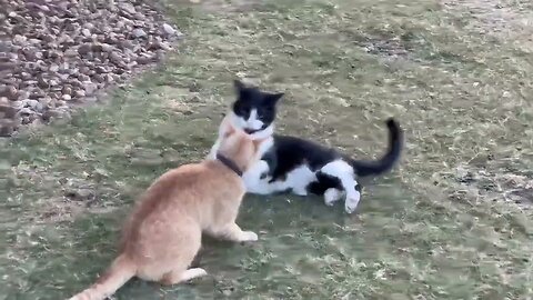 Fawn watches cats playing in disbelief