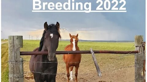 Horse Breeding 2022 | Hand Breeding | Tennessee Walking Horses | Montana Ranching