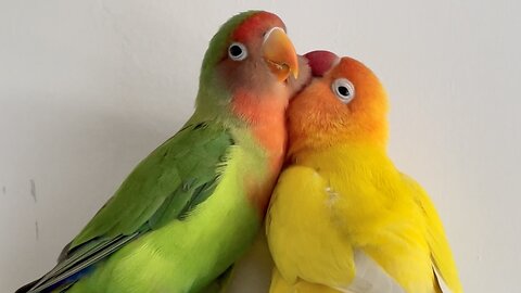 Lovebirds in love!