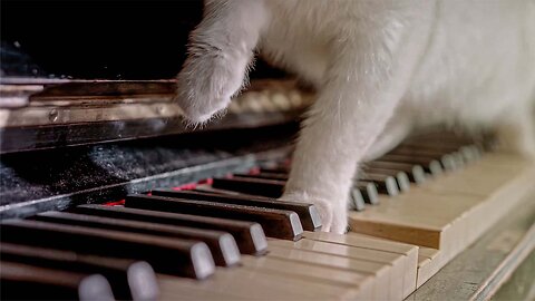 Cats Like Piano Music
