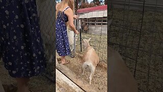 #homestead #homesteading #goats #goatmilk #farmgirl