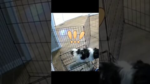 Intelligent puppy spectacular prison break