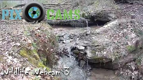 PixCams.com Wildlife Cam 3 Live Stream