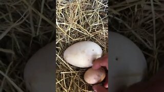 Goose egg next to chicken egg.