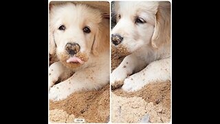 puppy just wanted to play in the sand, look at her face
