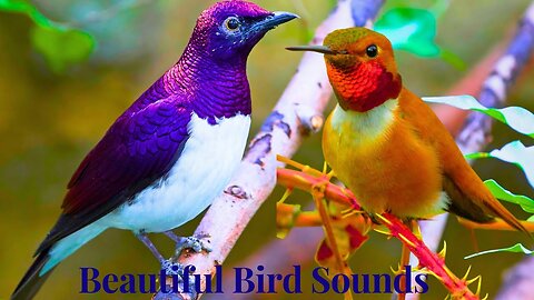 Relaxing Piano Music with Bird Sounds | Beautiful