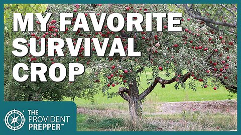 Best Methods for Preserving the Bountiful Apple Harvest