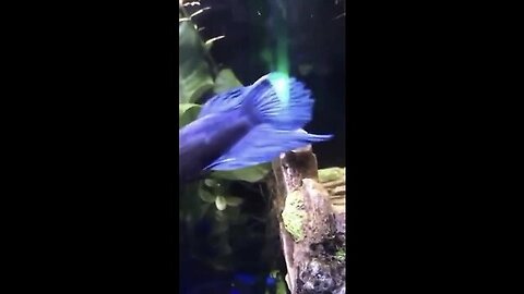 Beautiful ocean fish - Cute animal videos #shorts