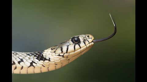 Serpent très dangereux