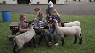 Today at the Fair - Mel learns about the lambs from 4-H