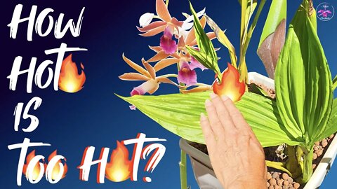 Is your orchid getting enough light to bloom? How to apply the sense of touch | Non Blooming Orchids