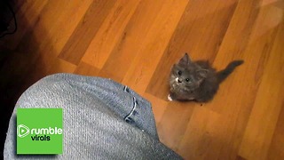 Adventurous baby kitten is determined for the high ground