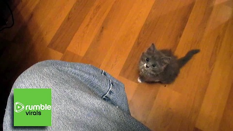 Adventurous baby kitten is determined for the high ground