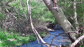 Baltimore Oriole & Scarlet Tanager on Wildlife Cam 1 - 5/10/2022