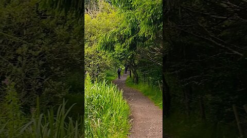 Tall plants and trees on The West Highland Way Scotland #westhighlandway