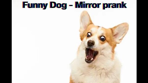 Funny Dog - Mirror prank